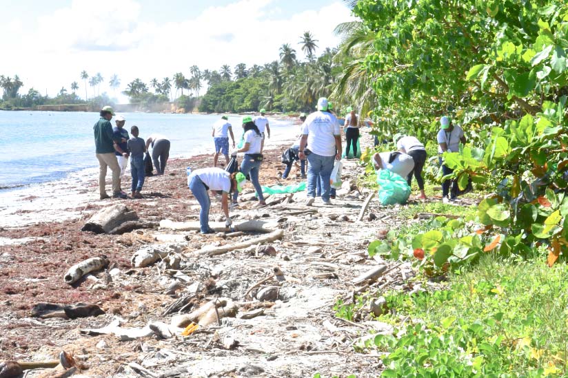 Colaboradores de Impuestos Internos recogiendo basura en Cayo Los Corozos, Samaná